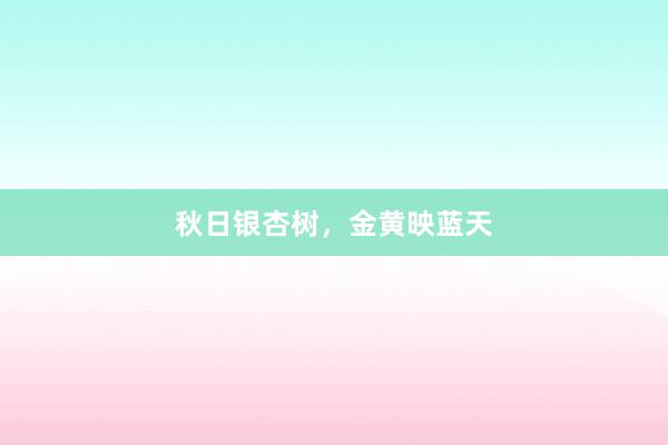 秋日银杏树，金黄映蓝天